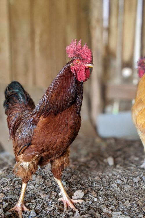 Pros and Cons to Keeping a Rooster - The Greenest Acre