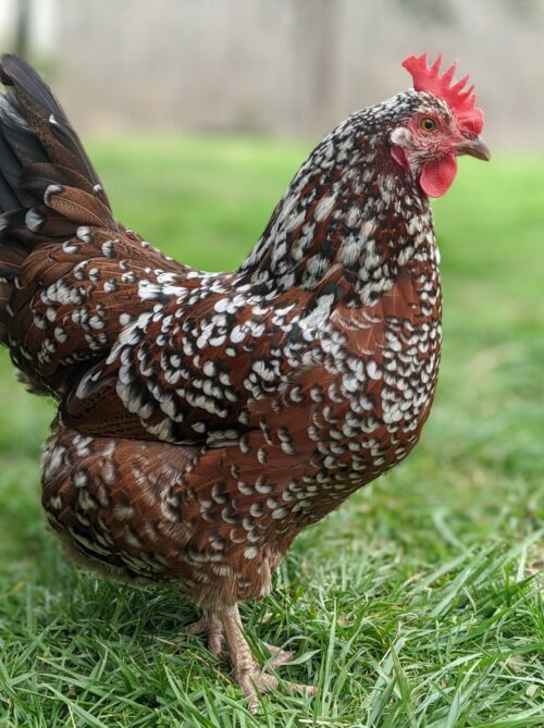 What Is Sour Crop In Chickens? The Greenest Acre