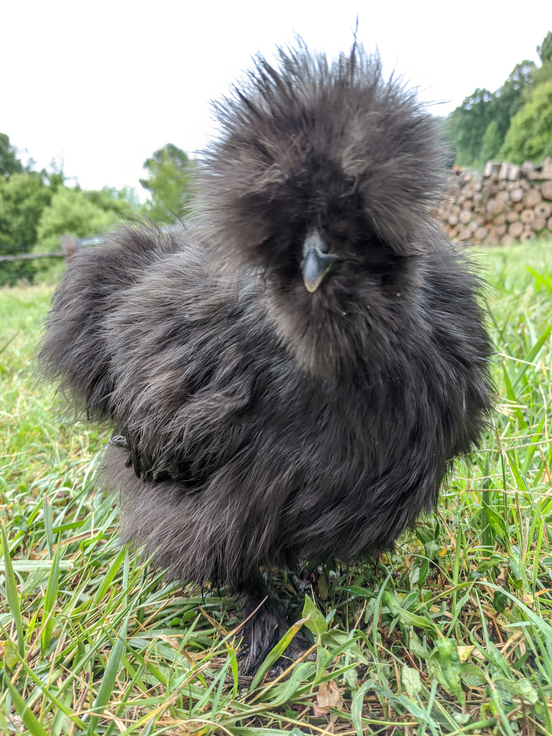 Black Fluffy Chicken