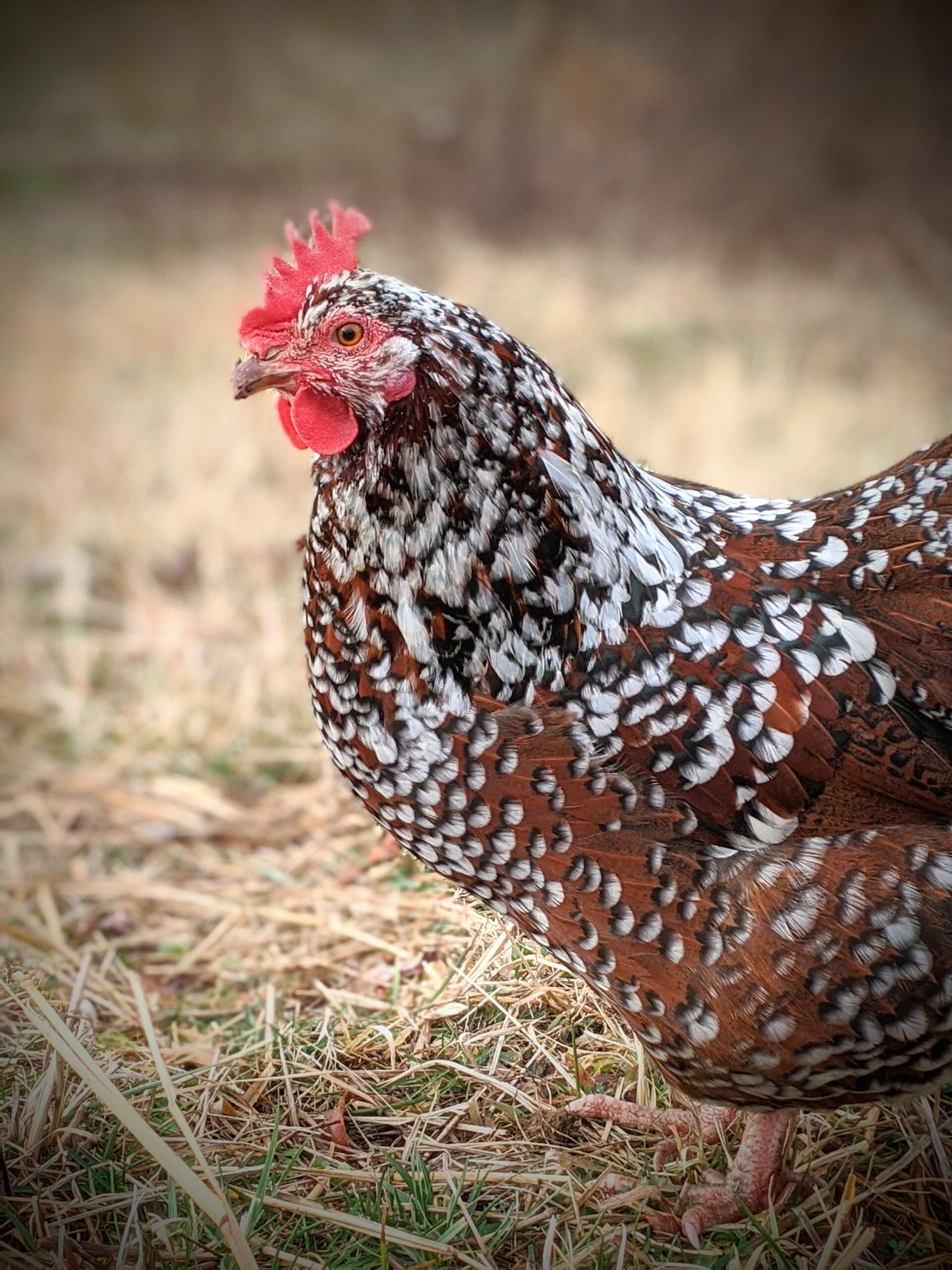 6 Ways To Help Your Molting Chickens The Greenest Acre 